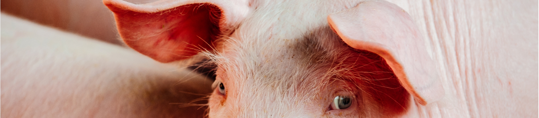 Schwein-Header