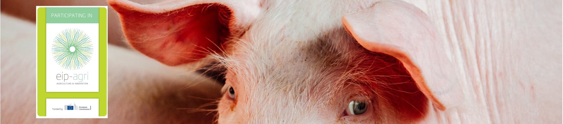 Schwein-Header_EIP