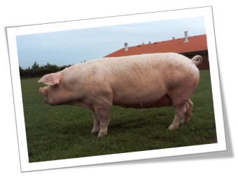 Schwein Signalfütterung Schwein Signalfütterung