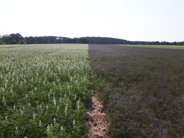 Blaue Lupine 'Mirabor' und 'Lila Baer'