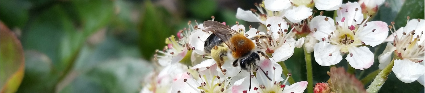 Bluete-Biene-Wildfrucht-Header