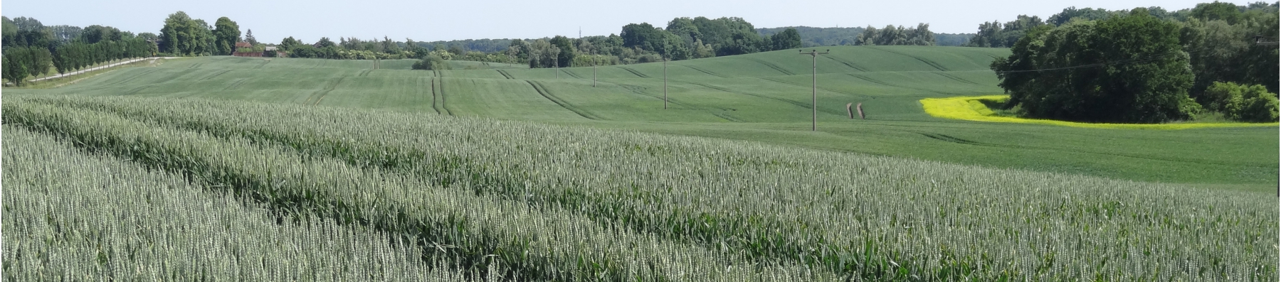 Header_Landschaft_Weizen_MV_sÖLL