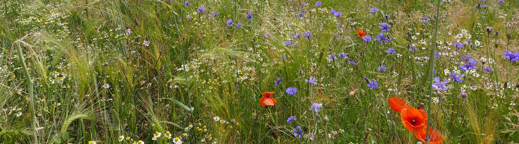 Naturschutz_headbild