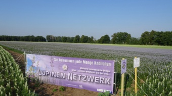 LupinenNetzwerk_webnull