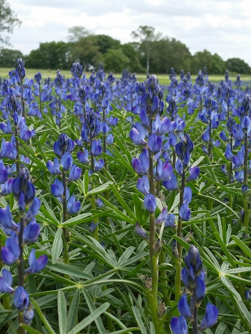 dkl.blau-Lupine_Teaser-groß