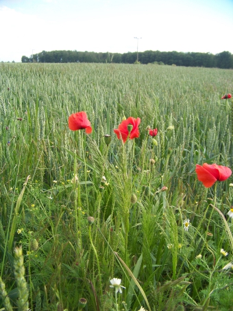 Getreide_Mohn_Teaser_Oekonetzwerk