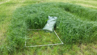 Ackergrasstandort DargunLMS