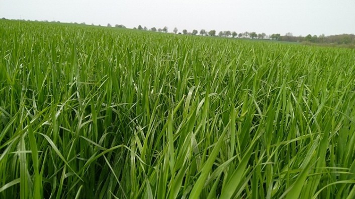 NEWS_Frischgrasernte2_2026