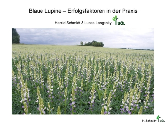 Blaue Lupine-Erfolgsfaktoren