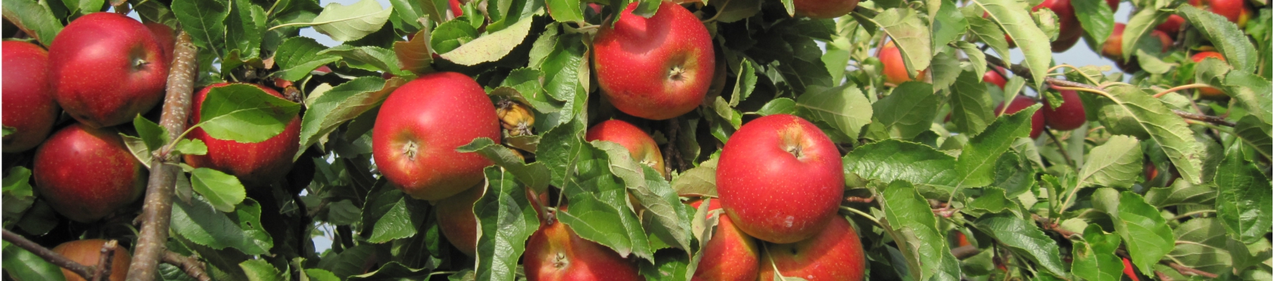 Header_Apfel